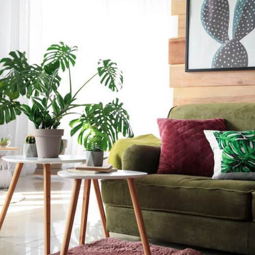 Styling Your Space: How to Make Big Leaf Indoor Plants Stand Out in Any Room