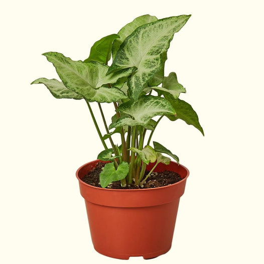 How to Care for Arrowhead Plant (Syngonium) Houseplants-Comfort Plants