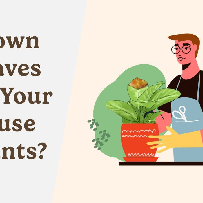 Brown Leaves on Your House Plants - Everything You Need To Know-Comfort Plants