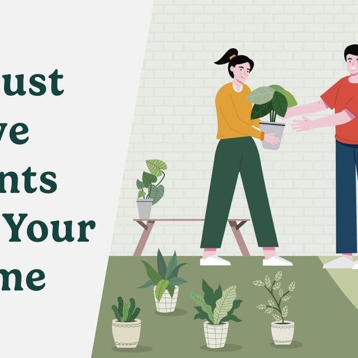 7 Must Have Plants for Your Home & Why-Comfort Plants