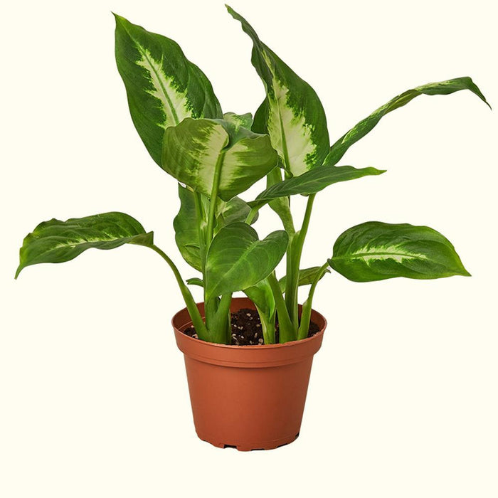 How to Care for Dieffenbachia Plants-Comfort Plants