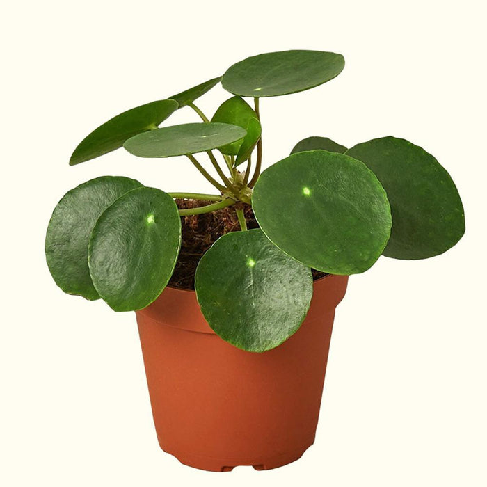 How to Care for Pilea Houseplants-Comfort Plants