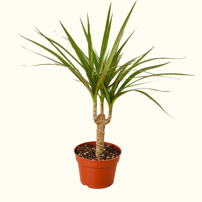 How to Care for Dracaena Plants-Comfort Plants