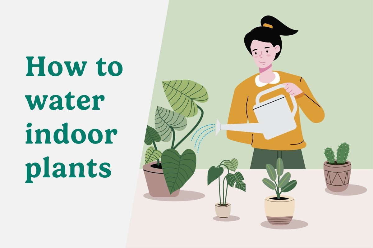 How to Water Indoor Plants — Comfort Plants