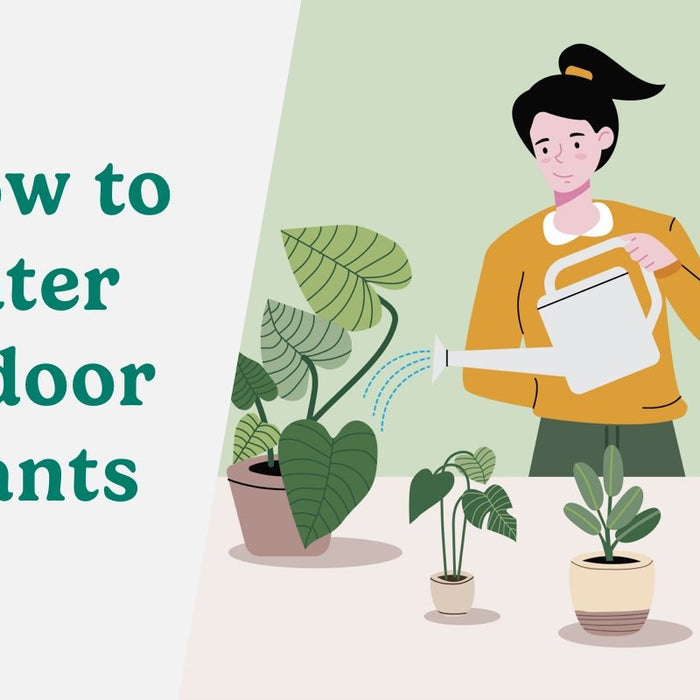 How To Water Indoor Plants-Comfort Plants