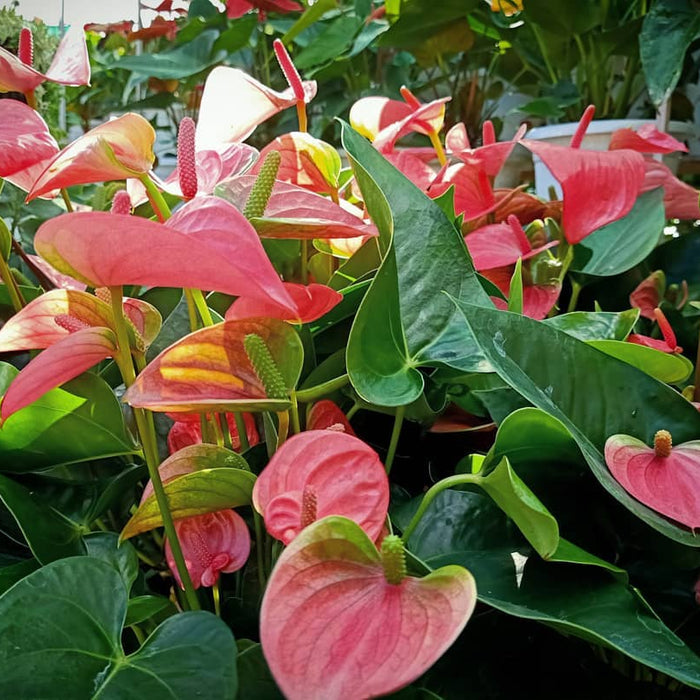 Pink Anthuriums Care Guide + Are They Toxic to Cats & Why You Need One