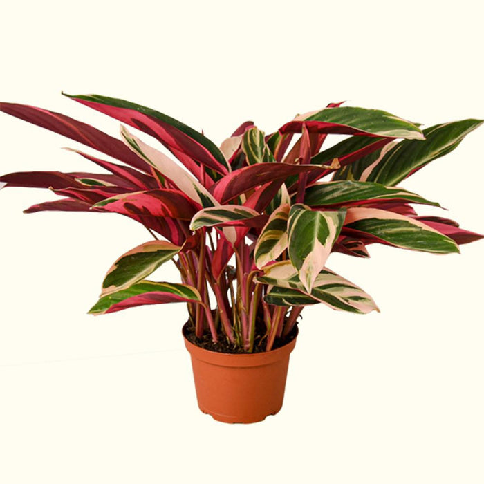 How to Care for Stromanthe Houseplants-Comfort Plants