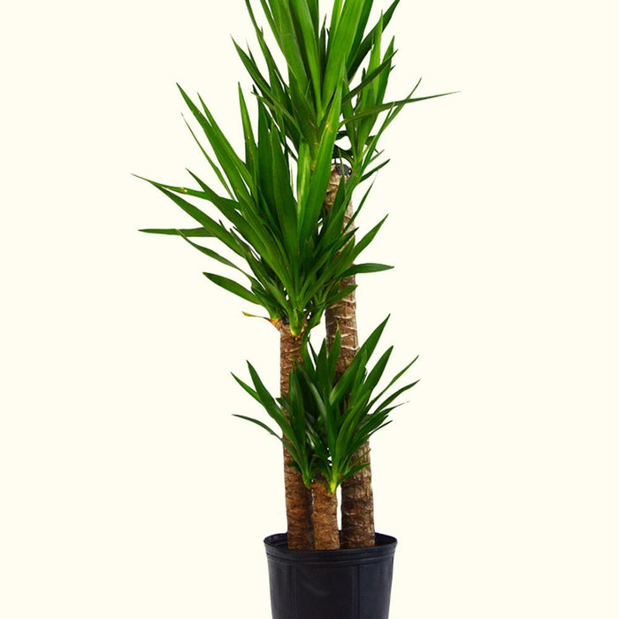 How to Care for Yucca Plant (Houseplants)-Comfort Plants