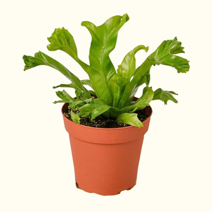 How to Care for Fern Houseplants-Comfort Plants