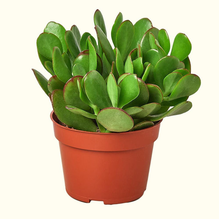 How to Care for Succulents-Comfort Plants