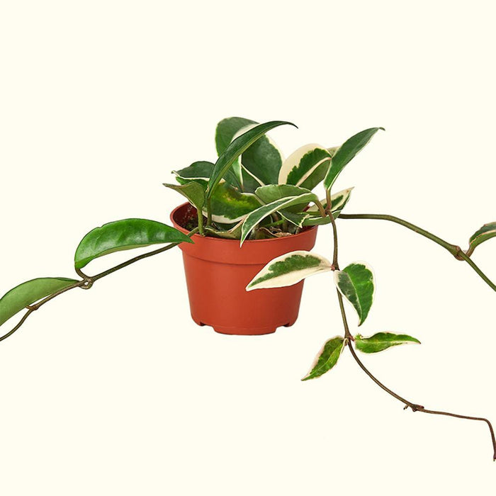 How to Care for Hoya Houseplants-Comfort Plants