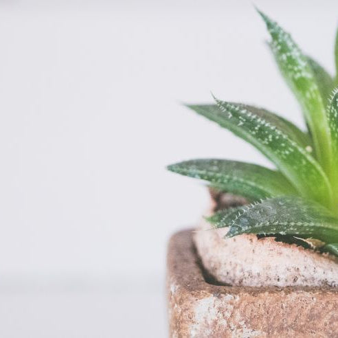 Important Tips When Buying Aloe Vera Plant