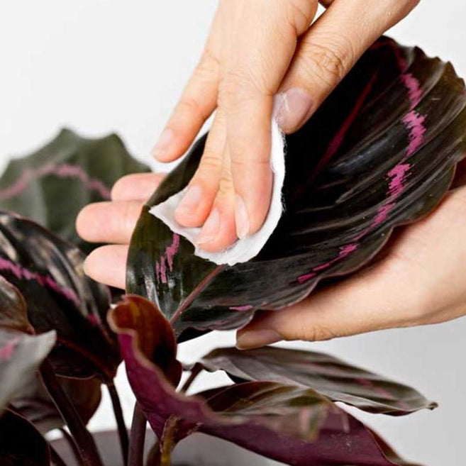 Woman cleaning houseplant, Calathea Roseopicta