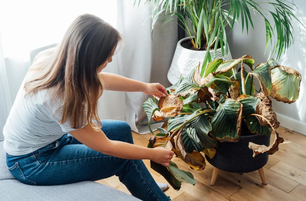 How to Revive a Dying Indoor Plant StepbyStep Rescue Guide — Comfort