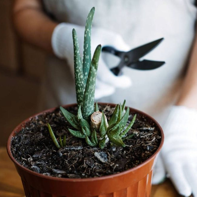 Female hand in garden gloves cut and re-pot Aloe barbadensis Plant