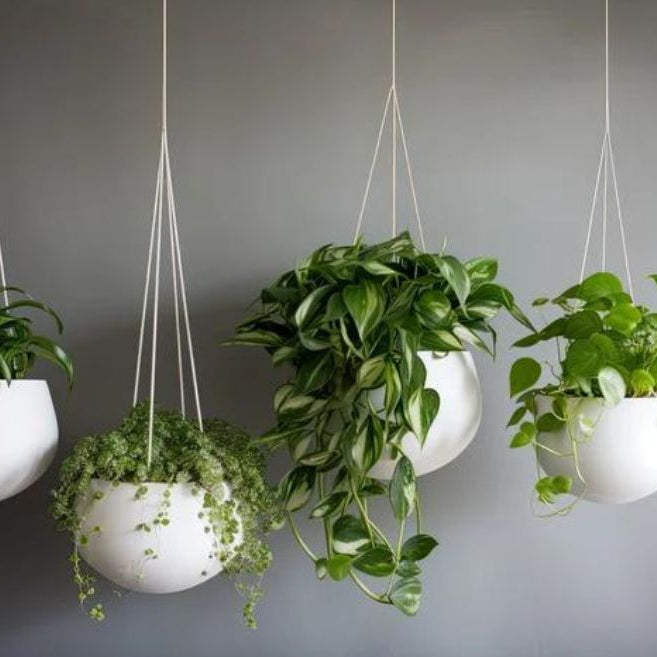 Indoor Hanging plants
