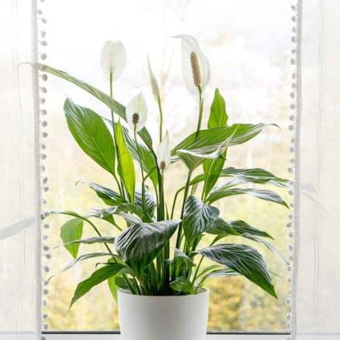 The Health Benefits of Keeping Peace Lilies in Your Home
