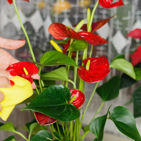 Cleaning anthurium plant