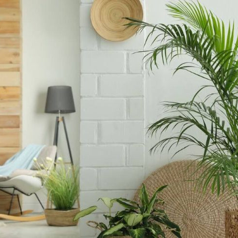 Creating a Tropical Oasis with Palm Plants