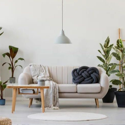 Transform Your Living Space with Ficus Plants