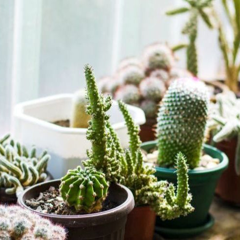 Best Cactus Plants for Your Indoor Garden