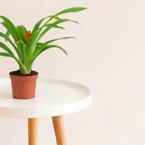 Bromeliad Plants: Health Benefits and Care Tips