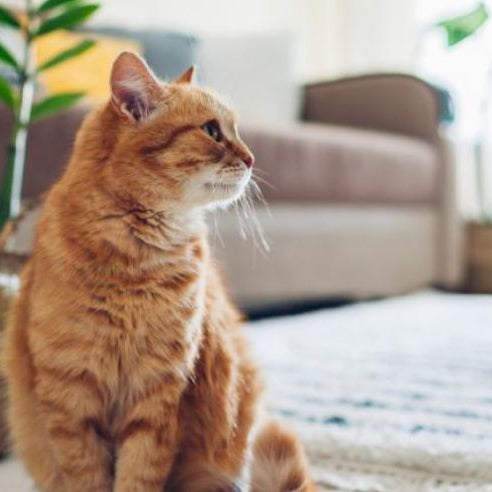 Choosing Safe Indoor Plants for Your Furry Friends