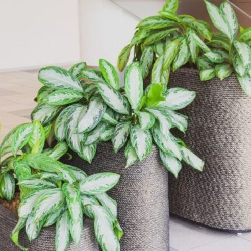 Styling Your Space with Chinese Evergreen Plant