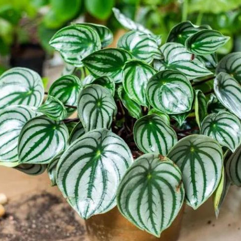 Peperomia and Your Pets: Is This Plant Toxic to Cats?