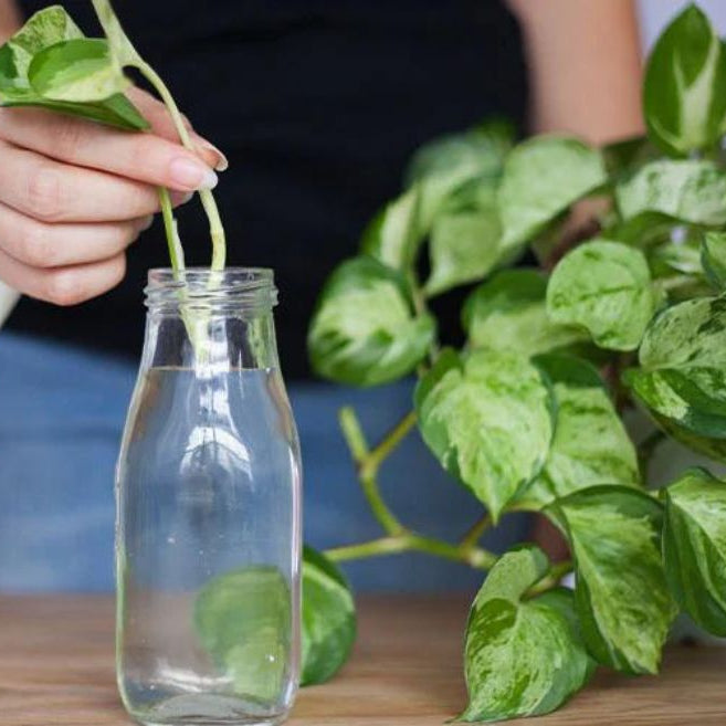 A young woman places pothos plant clipping for water propagation