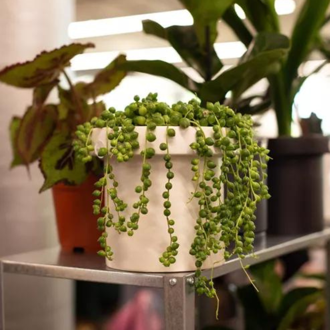 String of pearls plant