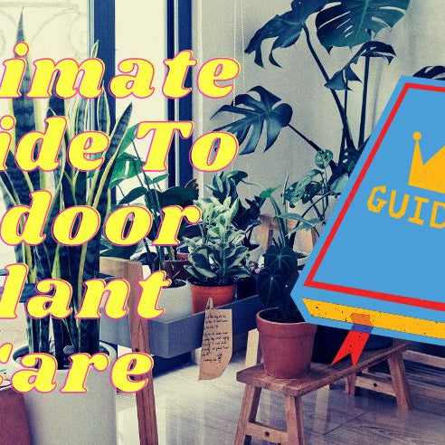 Ultimate Guide to Indoor Plant Care