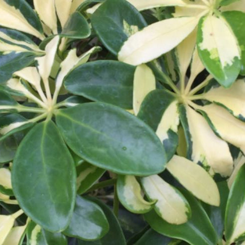 Expert Care Tips: Transform Your Home with These Schefflera Plant Care Guide