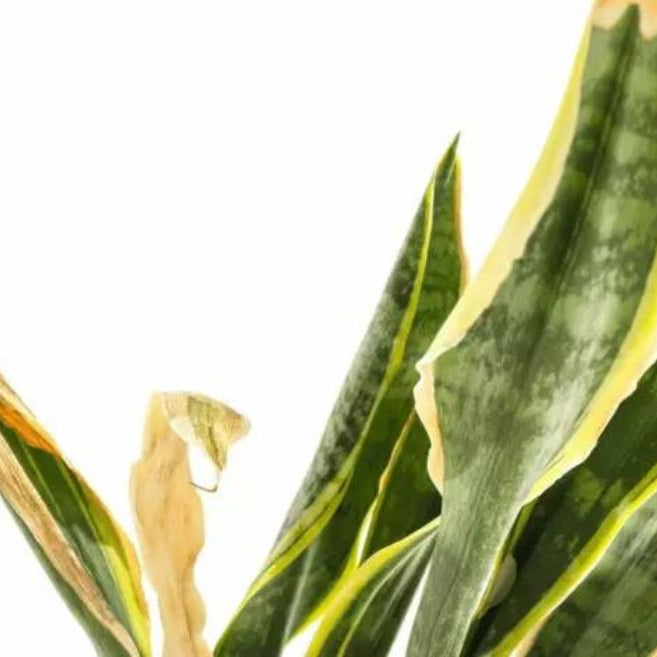 Why Snake Plant Leaves Are Turning Yellow