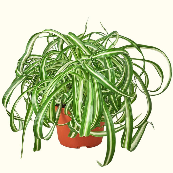 How to Care for Spider Plants (Houseplant)-Comfort Plants
