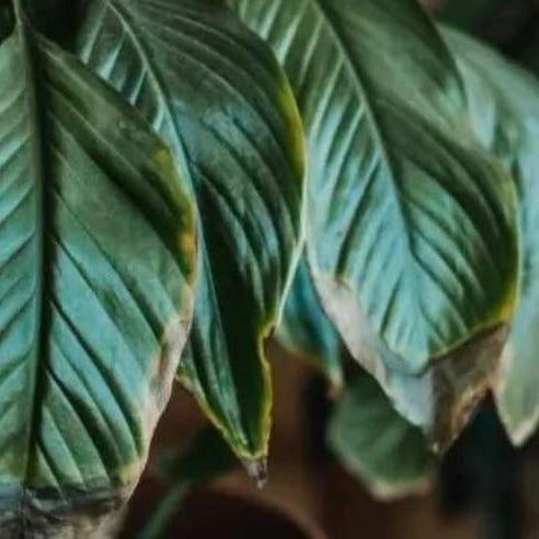 Common Indoor Plant Diseases and How to Prevent Them