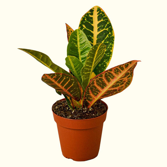 How to Care for Croton Plants-Comfort Plants