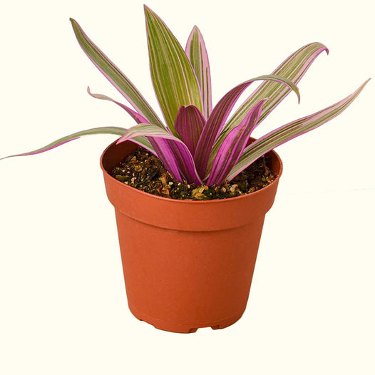How to Care for Tradescantia Houseplants-Comfort Plants