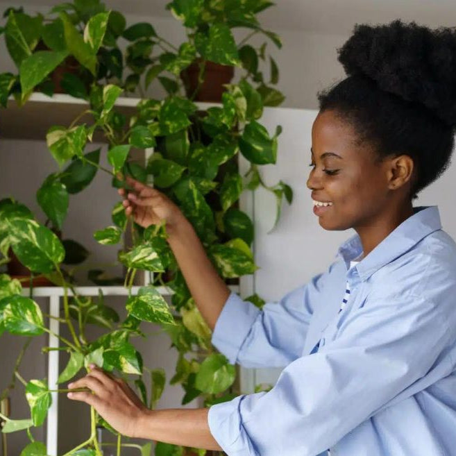 African American woman tending climbing plants hanging from wall cabinet with smile