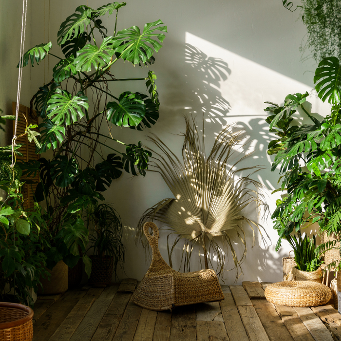 Best Indoor Evergreen Plants for Low Light Conditions