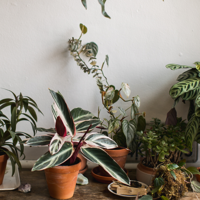 How to Choose the Perfect Indoor Plants for Your Living Room