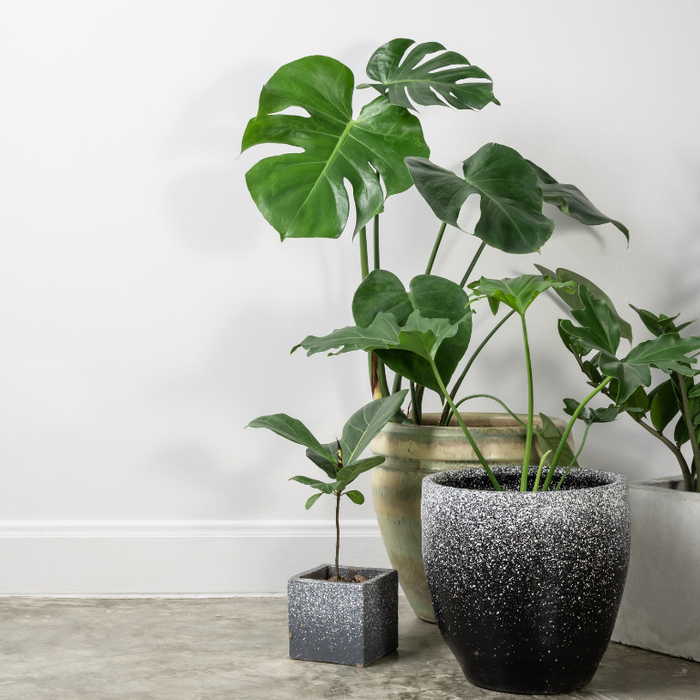 Potted Big Monstera Blant