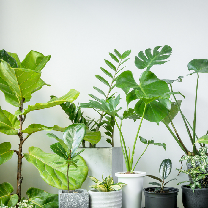 Living room plants