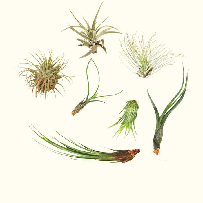 How to Care for Air Plants (Houseplants)-Comfort Plants