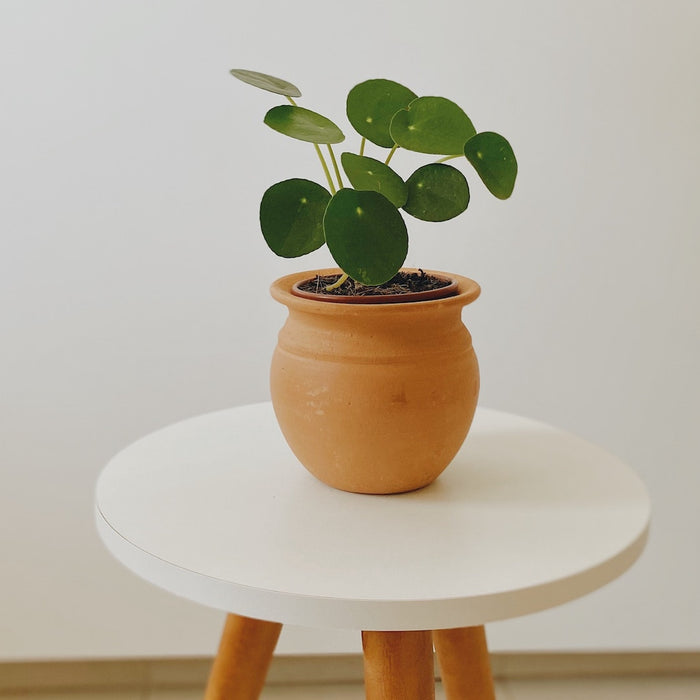 Chinese Money Plant - Plant Care + Why Your Home Needs One