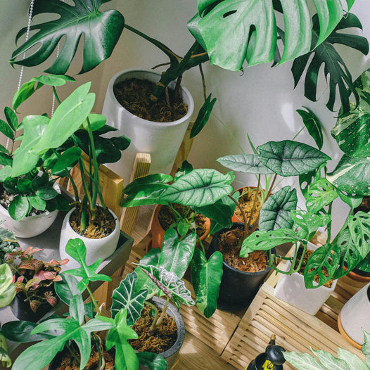 The Complete Guide to Indoor Plants for Your Living Room