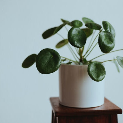 How to Propagate A Peperomia & Where to Buy One for Yourself