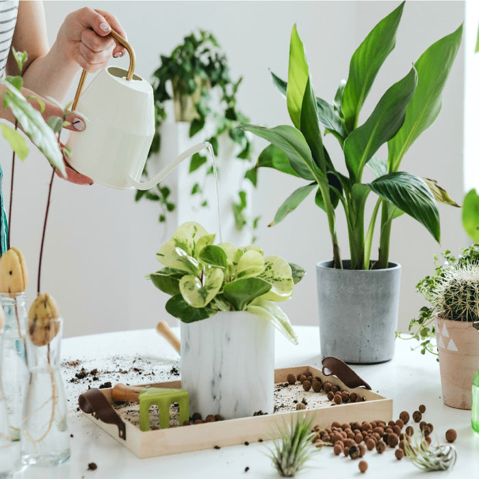 How to Start an Indoor Garden