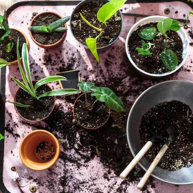 How Do You Choose the Best Soil for Your Indoor Plants?