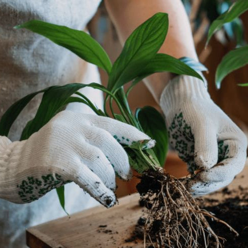 Repotting Indoor Plants: How and When Should You Repot